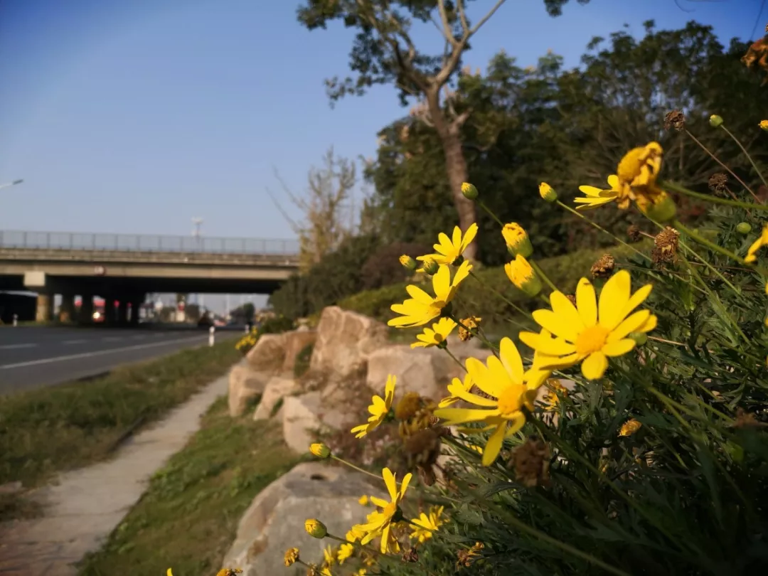 互通區(qū)更換草花，喜迎新年佳節(jié)
